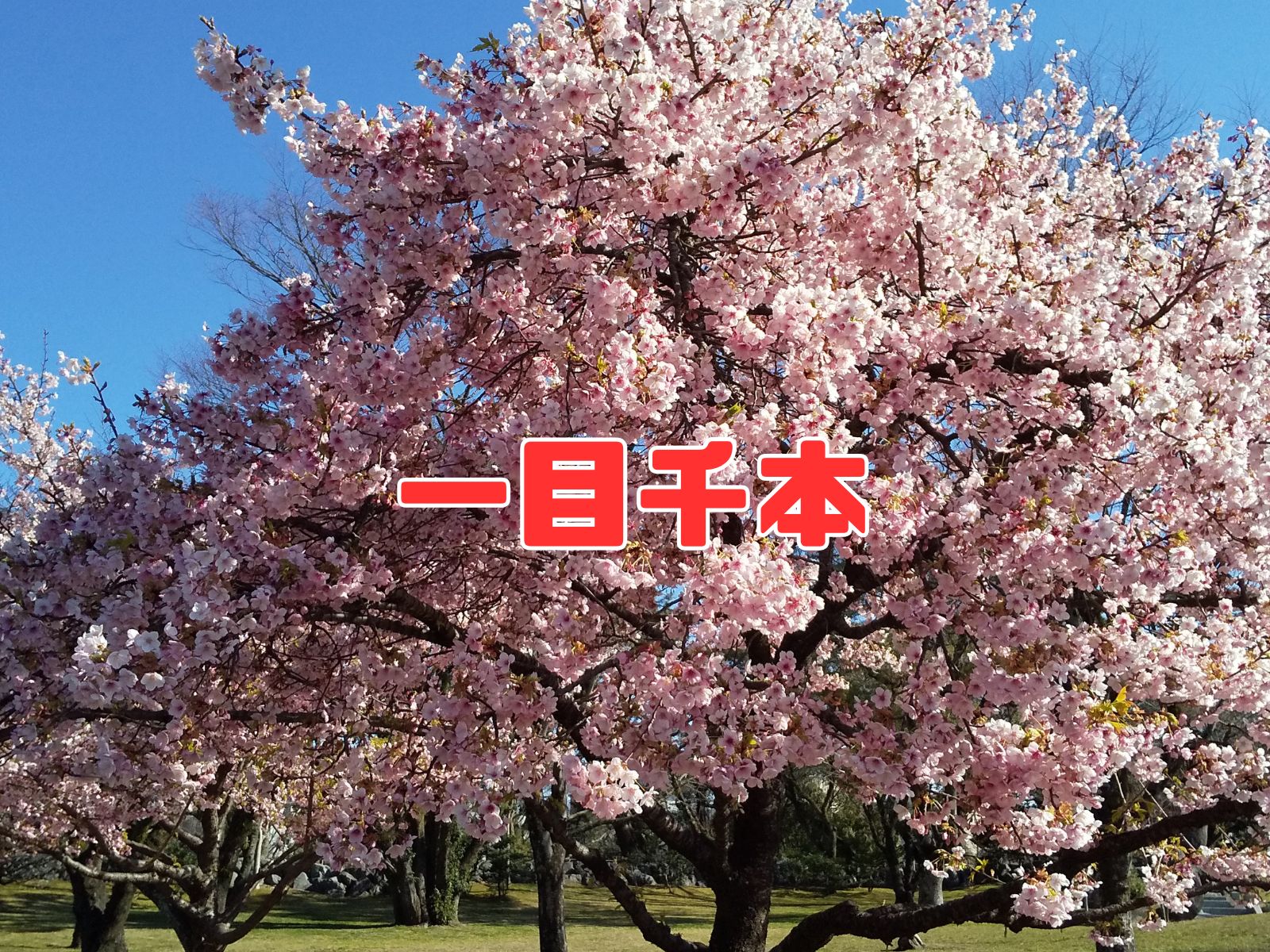 入銀本『一目千本』画像あり | 意味・業界用語集