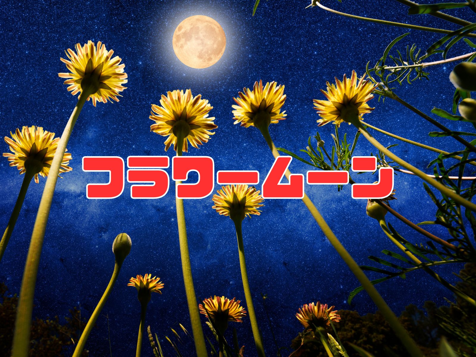 Flower Moon (フラワームーン - Flower Moon: Definition, cultural origins, spiritual meanings, and annual dates)